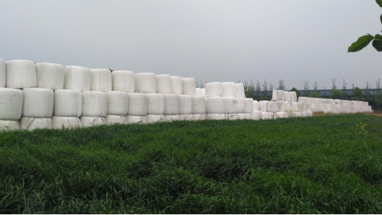 02-德人牧業(yè)舉辦“苧麻多用途飼料利用農(nóng)機(jī)與農(nóng)藝融合暨重大專項(xiàng)子課題現(xiàn)場觀摩會(huì)”554.jpg